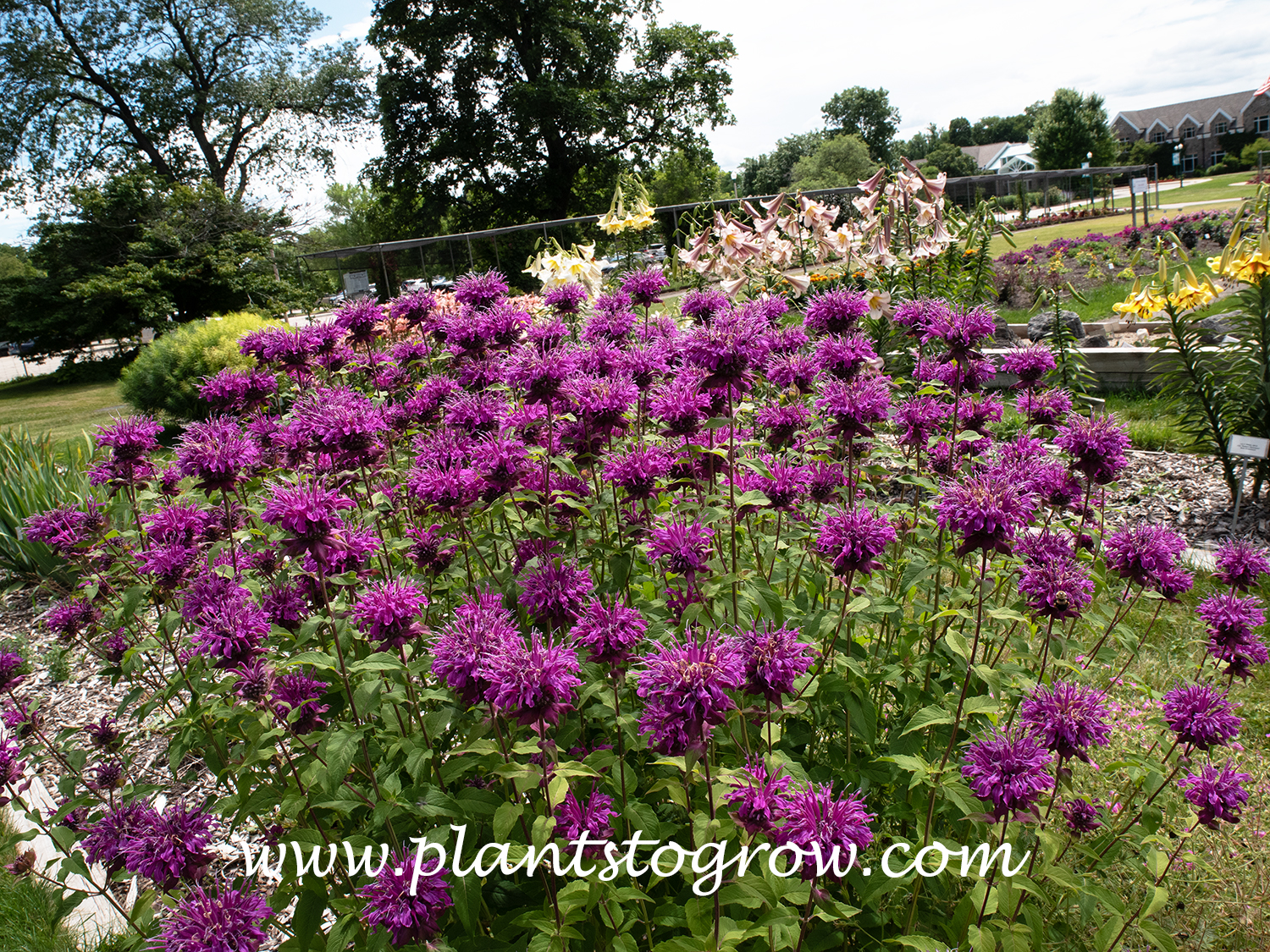 Its Magic Bee Balm (Monarda) 
(early August)